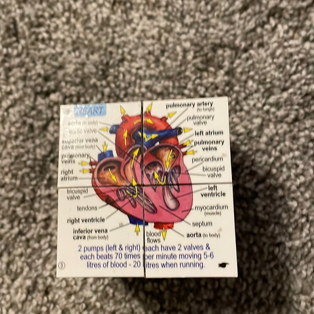 Anatomy block